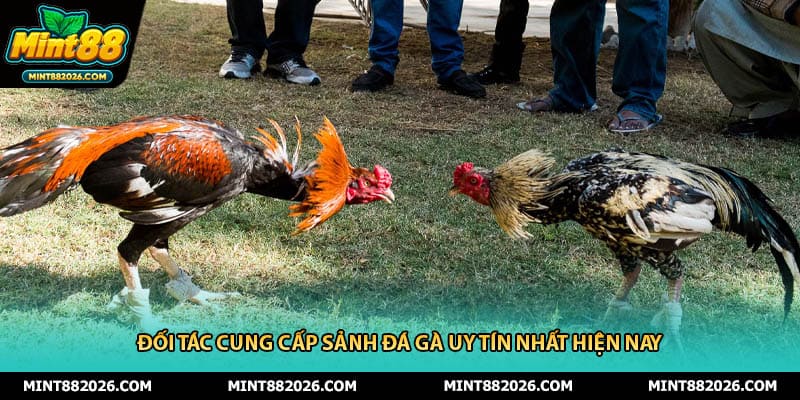 Đối tác cung cấp sảnh đá gà uy tín nhất hiện nay