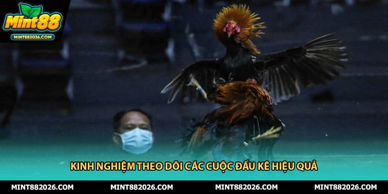 Kinh nghiệm theo dõi các cuộc đấu kê hiệu quả